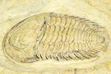 Lower Cambrian Bondonella Trilobite - Issafen, Morocco #381188-2
